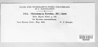 Chrysomyxa pyrolae image
